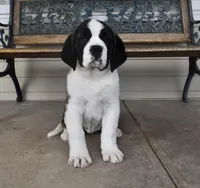 Female 3, a female Saint Bernard for sale in Cambridge, NE – 1 of 4