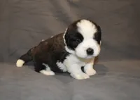 Female 2, a female Saint Bernard for sale in Cambridge, NE – 2 of 4