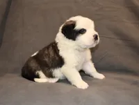 Male 2, a male Saint Bernard for sale in Cambridge, NE – 3 of 4