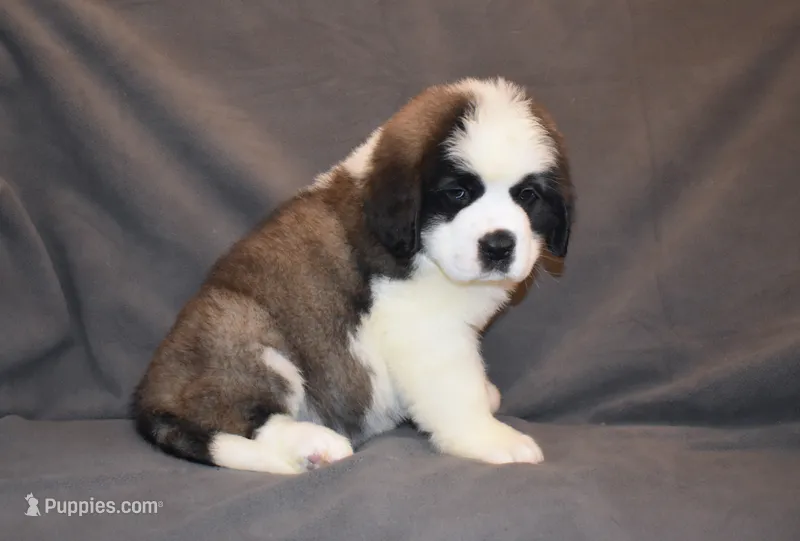 Female 4 – Saint Bernard puppy for sale in Cambridge, NE