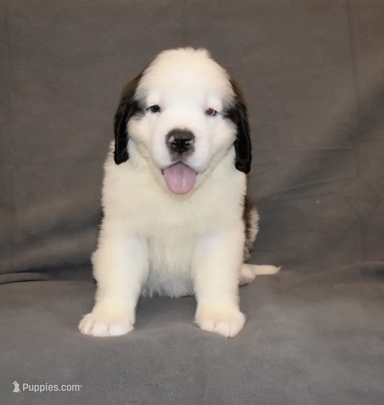 Male 5 – Saint Bernard puppy for sale in Cambridge, NE