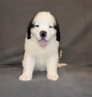 Male 5, a male Saint Bernard for sale in Cambridge, NE – 1 of 3