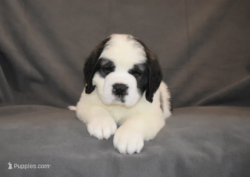 Male 3 – Saint Bernard puppy for sale in Cambridge, NE