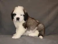 Male 2, a male Saint Bernard for sale in Cambridge, NE – 3 of 4