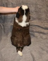 Male 3, a male Saint Bernard for sale in Cambridge, NE – Photo 4 of 4