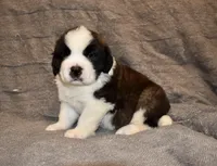 Male 3, a male Saint Bernard for sale in Cambridge, NE – Photo 3 of 4
