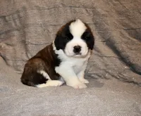 Male 3, a male Saint Bernard for sale in Cambridge, NE – Photo 2 of 4