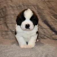 Male 3, a male Saint Bernard for sale in Cambridge, NE – Photo 1 of 4