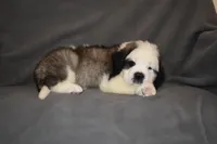Male 2, a male Saint Bernard for sale in Cambridge, NE – 2 of 4