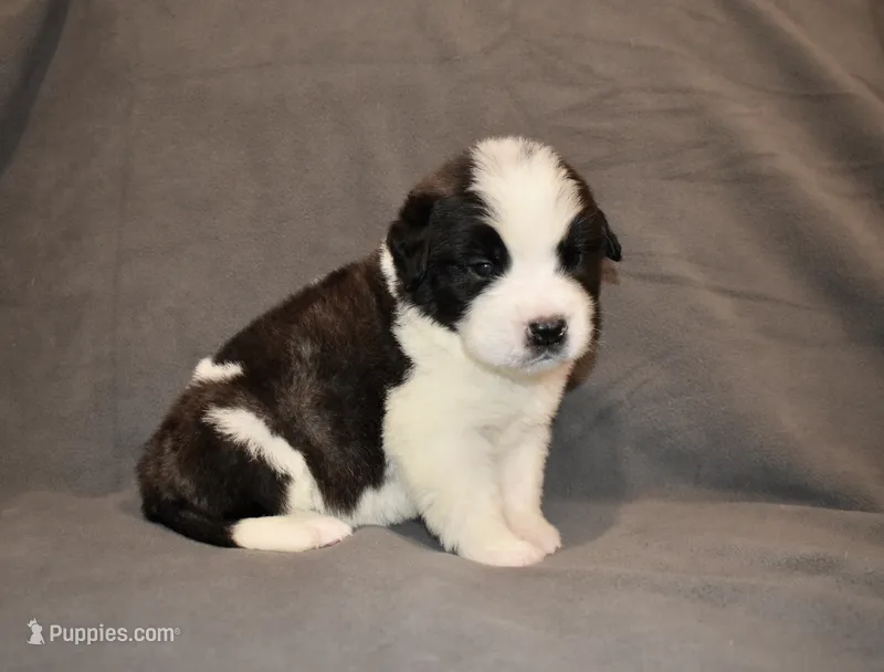Male 6 – Saint Bernard puppy for sale in Cambridge, NE