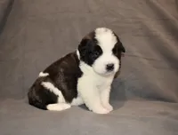 Male 6, a male Saint Bernard for sale in Cambridge, NE – 1 of 4