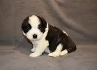 Female 2, a female Saint Bernard for sale in Cambridge, NE – 3 of 4