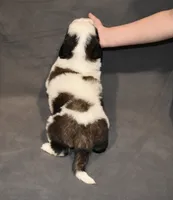 Male 3, a male Saint Bernard for sale in Cambridge, NE – 4 of 4