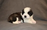 Male 4, a male Saint Bernard for sale in Cambridge, NE – 2 of 4