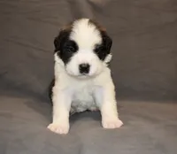 Female 3, a female Saint Bernard for sale in Cambridge, NE – 2 of 4