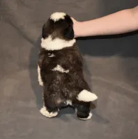 Female 2, a female Saint Bernard for sale in Cambridge, NE – 4 of 4