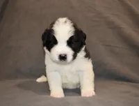 Male 6, a male Saint Bernard for sale in Cambridge, NE – 2 of 4