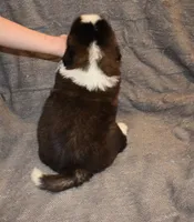 Male 5, a male Saint Bernard for sale in Cambridge, NE – Photo 4 of 4