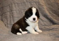 Male 5, a male Saint Bernard for sale in Cambridge, NE – Photo 3 of 4