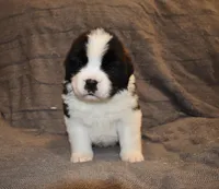 Male 5, a male Saint Bernard for sale in Cambridge, NE – Photo 1 of 4