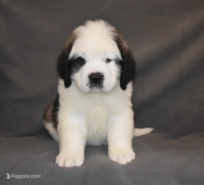 Male 2 – Saint Bernard puppy for sale in Cambridge, NE