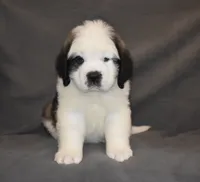 Male 2, a male Saint Bernard for sale in Cambridge, NE – 1 of 4
