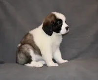 Female 3, a female Saint Bernard for sale in Cambridge, NE – 2 of 4