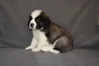 Male 6, a male Saint Bernard for sale in Cambridge, NE – 3 of 4
