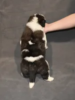 Female 5, a female Saint Bernard for sale in Cambridge, NE – 4 of 4
