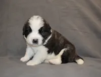 Male 6, a male Saint Bernard for sale in Cambridge, NE – 4 of 4