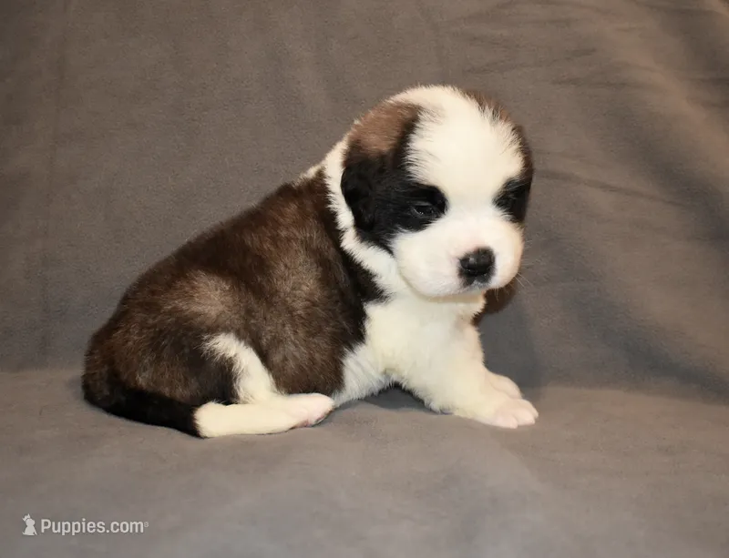 Female 4 – Saint Bernard puppy for sale in Cambridge, NE