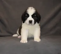Male 6, a male Saint Bernard for sale in Cambridge, NE – 2 of 4