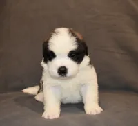 Female 4, a female Saint Bernard for sale in Cambridge, NE – 2 of 4