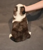 Female 4, a female Saint Bernard for sale in Cambridge, NE – 3 of 4