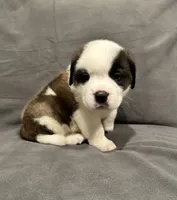 Male 4, a male Saint Bernard for sale in Cambridge, NE – 2 of 5