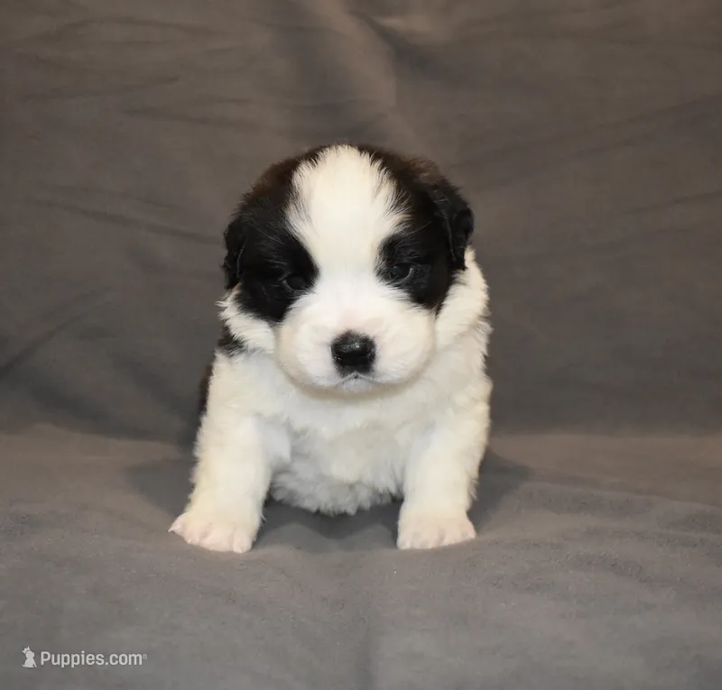 Female 2 – Saint Bernard puppy for sale in Cambridge, NE