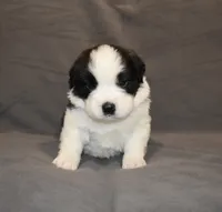 Female 2, a female Saint Bernard for sale in Cambridge, NE – 1 of 4