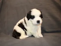 Male 3, a male Saint Bernard for sale in Cambridge, NE – 2 of 4