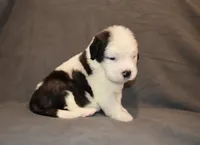 Male 5, a male Saint Bernard for sale in Cambridge, NE – 2 of 4