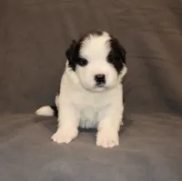 Female 5, a female Saint Bernard for sale in Cambridge, NE – 2 of 4