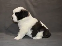 Female 1, a female Saint Bernard for sale in Cambridge, NE – 2 of 4