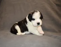 Female 5, a female Saint Bernard for sale in Cambridge, NE – 3 of 4