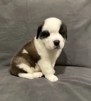Male 4, a male Saint Bernard for sale in Cambridge, NE – 3 of 5
