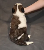Female 3, a female Saint Bernard for sale in Cambridge, NE – 3 of 4