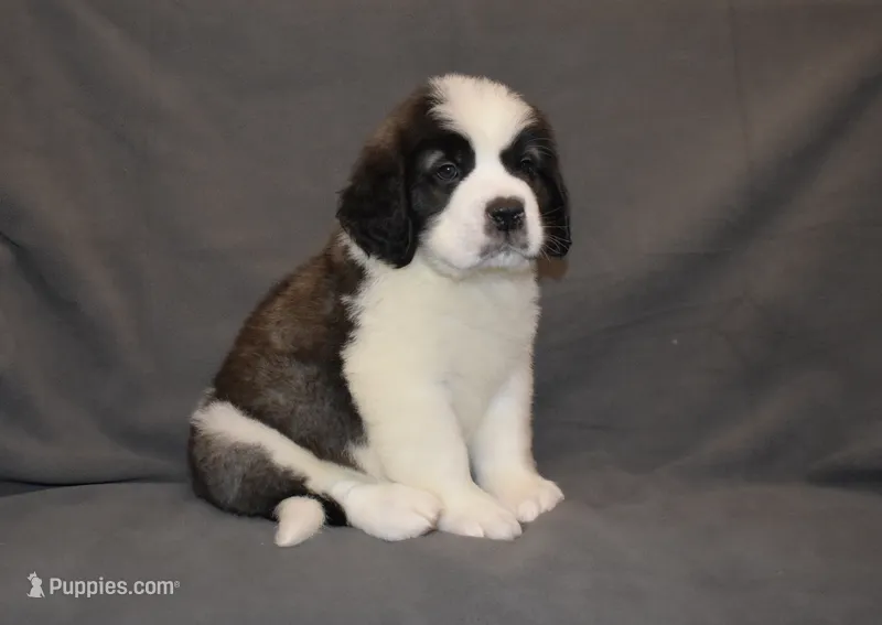 Male 6 – Saint Bernard puppy for sale in Cambridge, NE