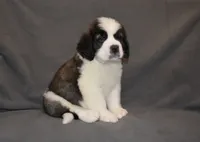 Male 6, a male Saint Bernard for sale in Cambridge, NE – 1 of 4