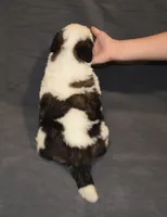 Female 1, a female Saint Bernard for sale in Cambridge, NE – 4 of 4