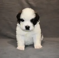 Female 1, a female Saint Bernard for sale in Cambridge, NE – 3 of 4