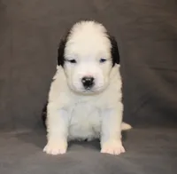 Male 5, a male Saint Bernard for sale in Cambridge, NE – 3 of 4