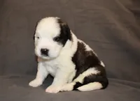 Male 1, a male Saint Bernard for sale in Cambridge, NE – 3 of 4